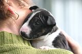 BULL TERRIER MINIATURE 297